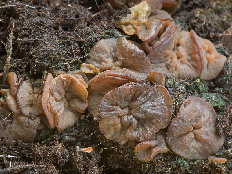 Peziza ostracoderma